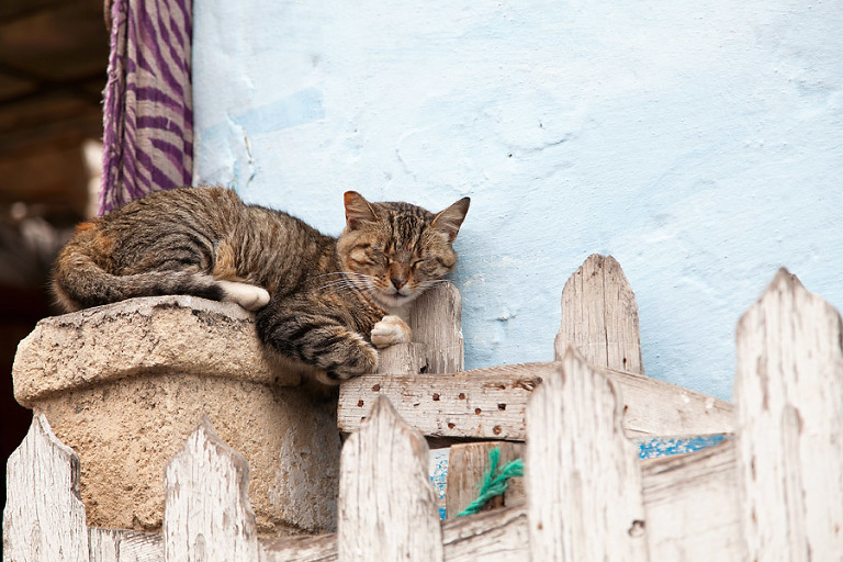 Essaouira, Morocco | Shea Mayberry Photography