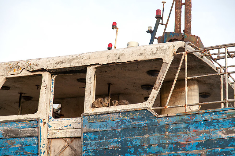 Essaouira, Morocco | Shea Mayberry Photography