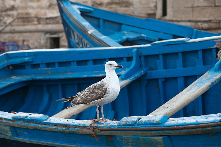 Essaouira, Morocco | Shea Mayberry Photography